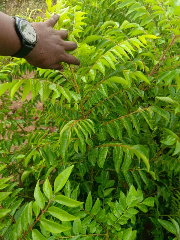 fresh curry leaves from India